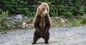 Adult brown bear standing on hind legs in a rocky clearing with trees behind it.